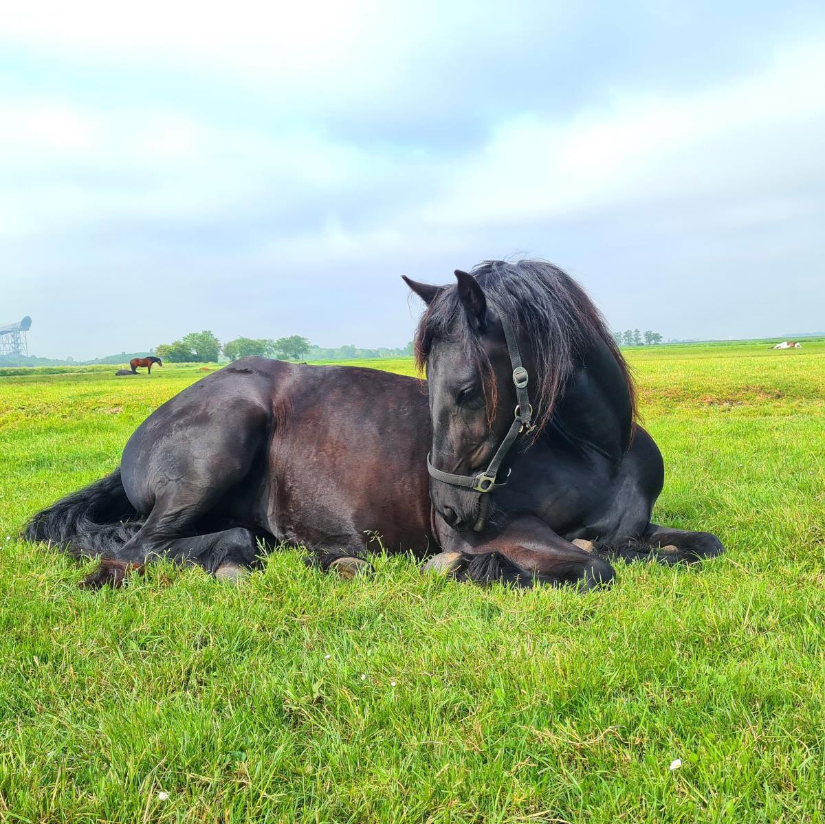 Lieve merrie 3,5jaar