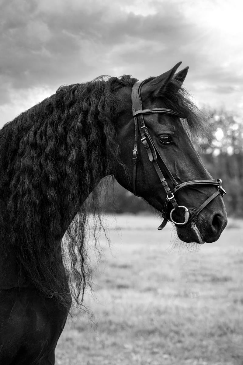 Waanzinnig mooi en lieve friese 8 jarige merrie te