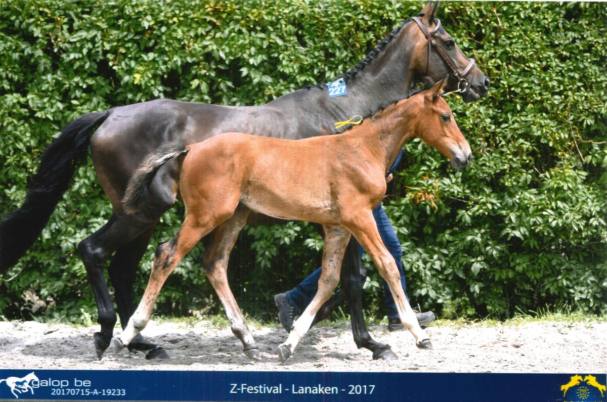 Kallisto van Kruisbeek Z