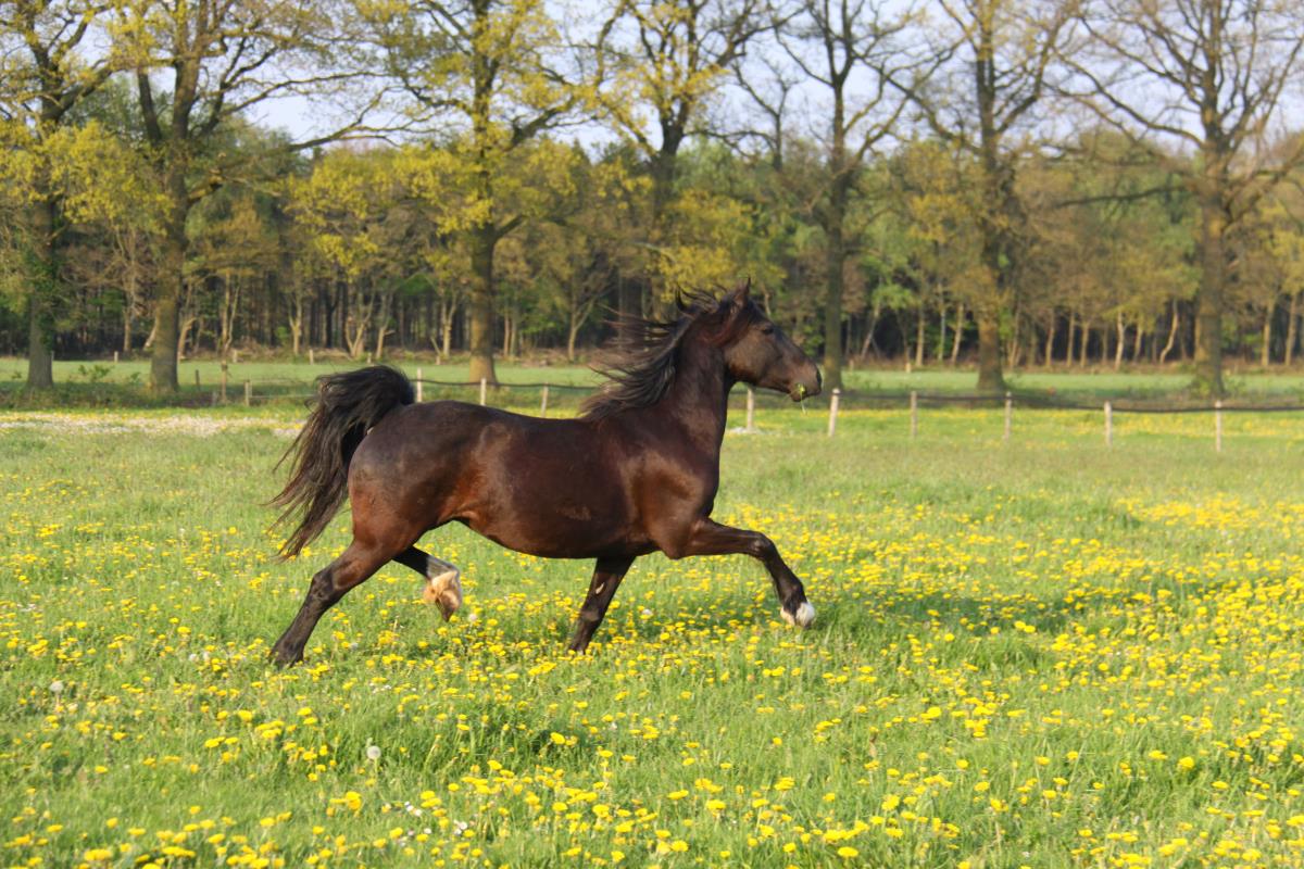 Paard Te Koop: Welsh Cob - Fokmerrie - Merrie | HorseStep