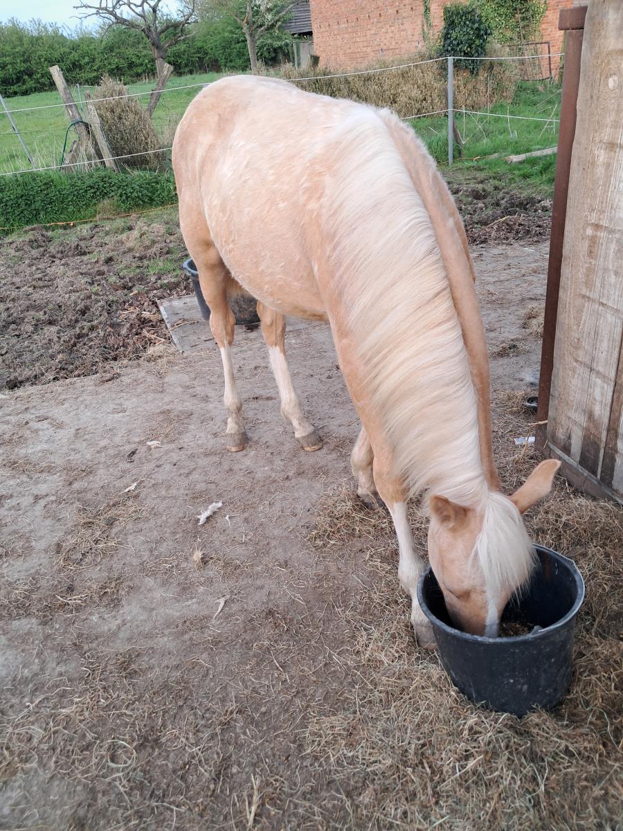 Quarter palomino ruin te koop