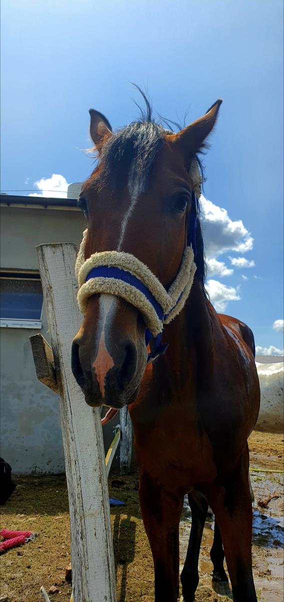 Mooie, jonge ruin - recent gekeurd