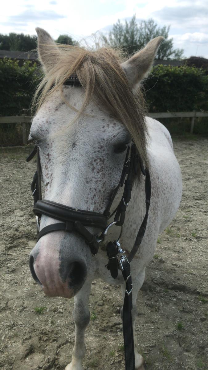 Welsh A pony inclusief kar en tuig