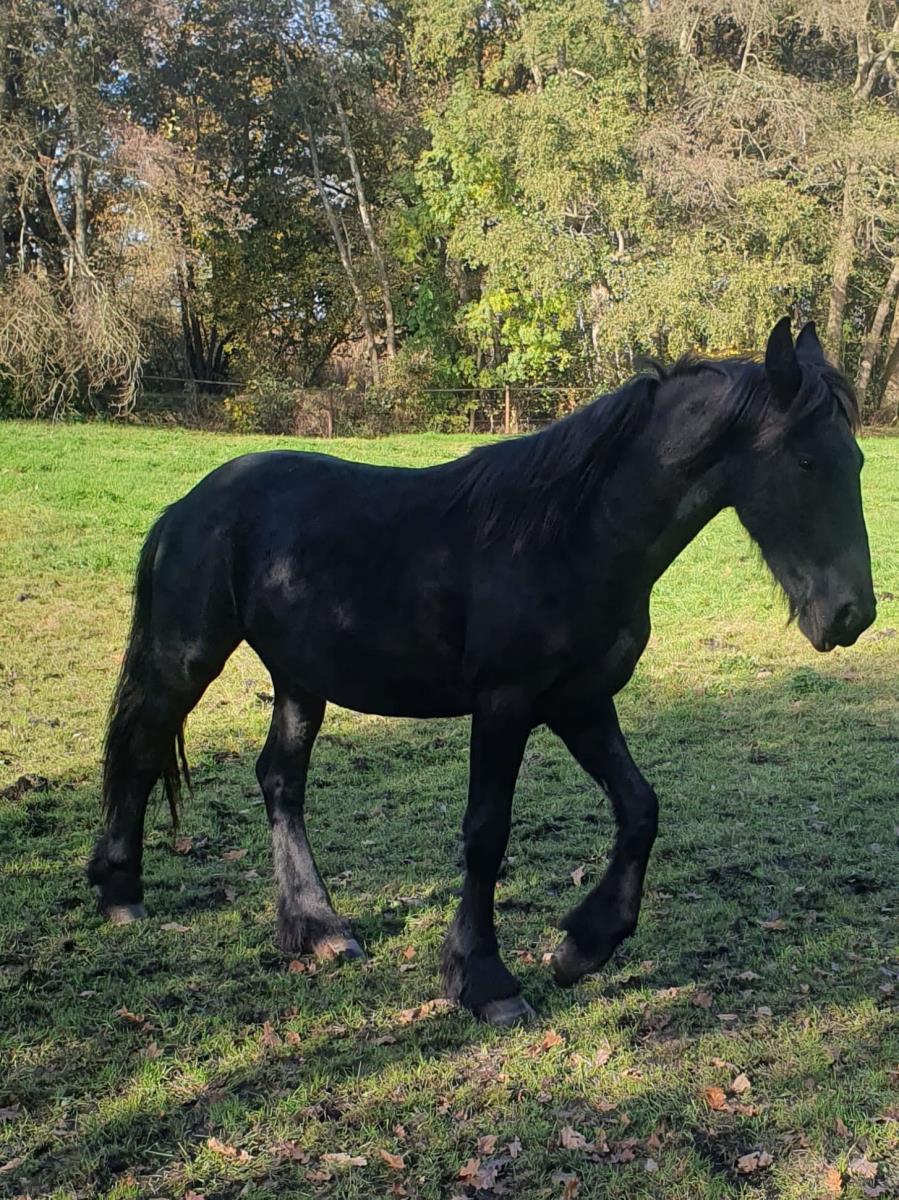 friese hengst 2 jaar 