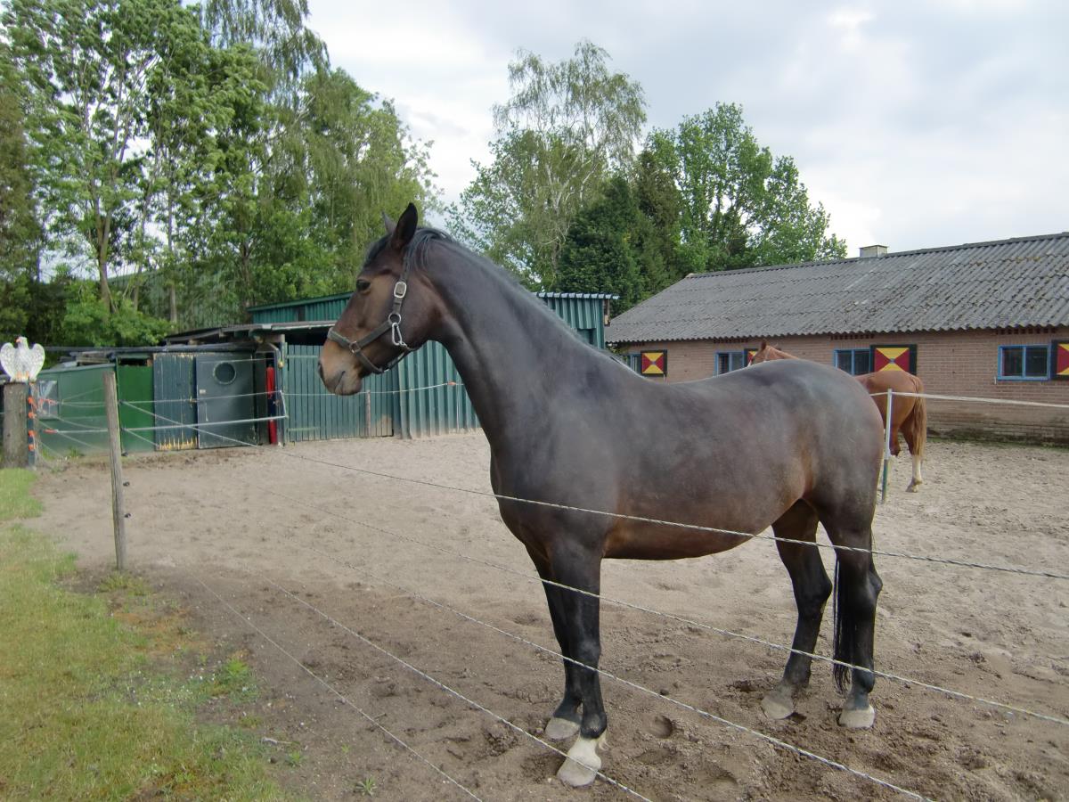 Hermine