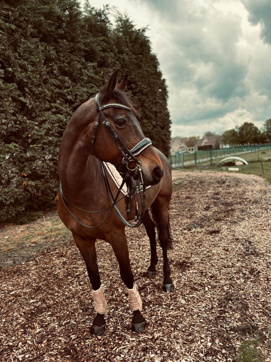 Tallentvolle dressuurmerrie Ginger (Silvano X Rous