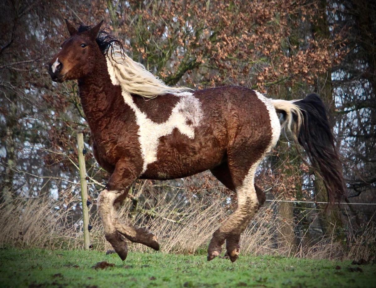 CURLY HORSE MARE - Kaila smart of JAK