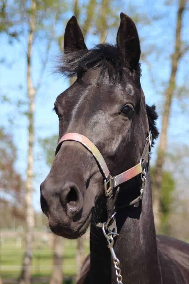 Midnight Rose 3 jarige D pony