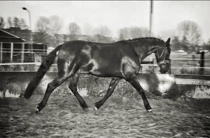 Lieve merrie (FriesxArabier)
