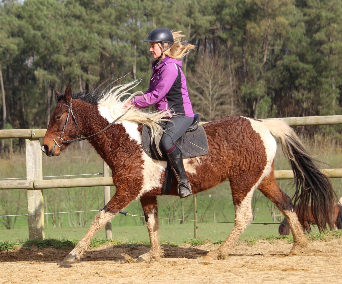 CURLY HORSE MARE - Kaila smart of JAK