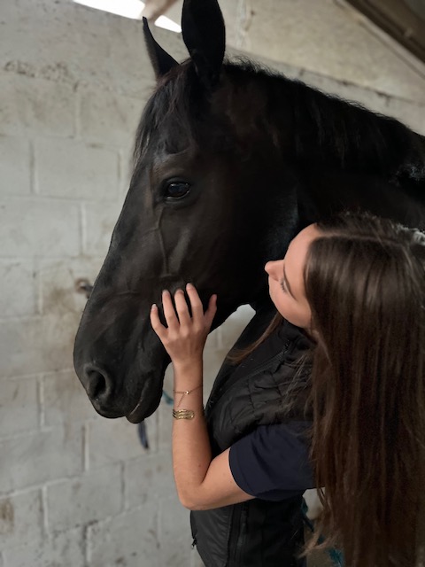 knappe zwarte dressuurmerrie