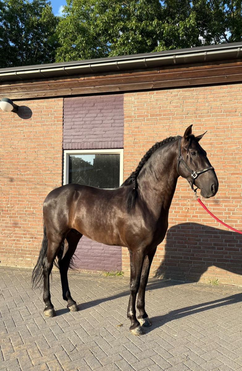 Te koop mooie Andolusier