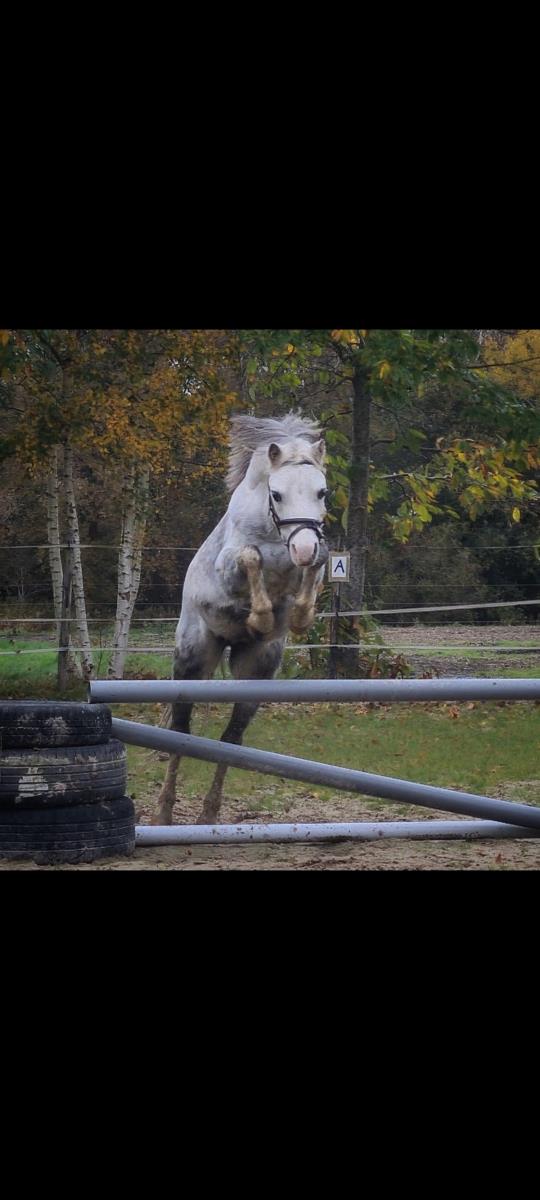 Superlieve allroud gezinspony