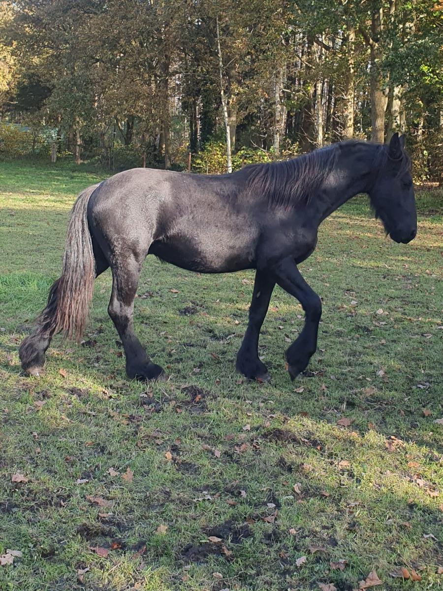 friese hengst 2 jaar 