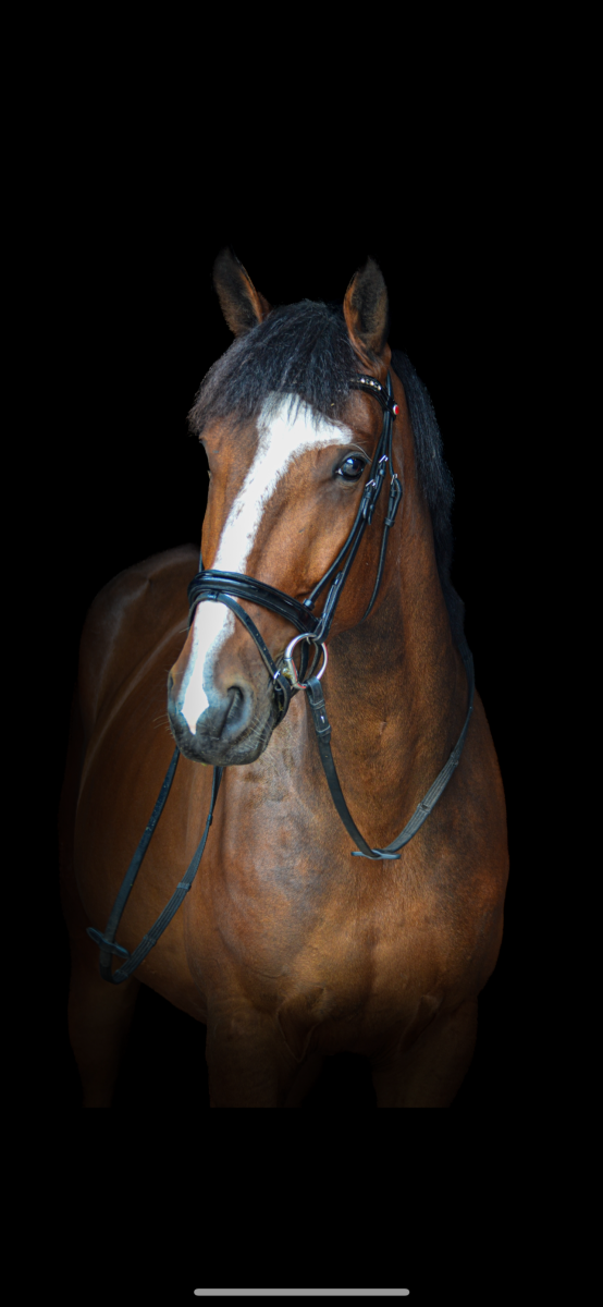 4 jarige ruin te koop