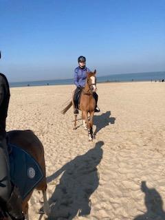 Lieve, knappe Z1 sportpony Hunk