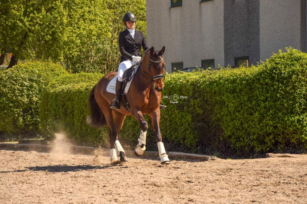Tallentvolle dressuurmerrie Ginger (Silvano X Rous