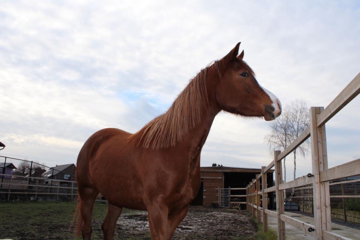 Arabisch paard