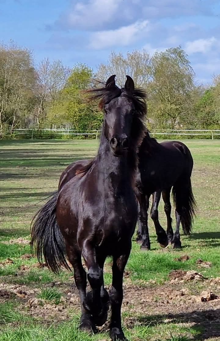 onbeleerde friese merrie