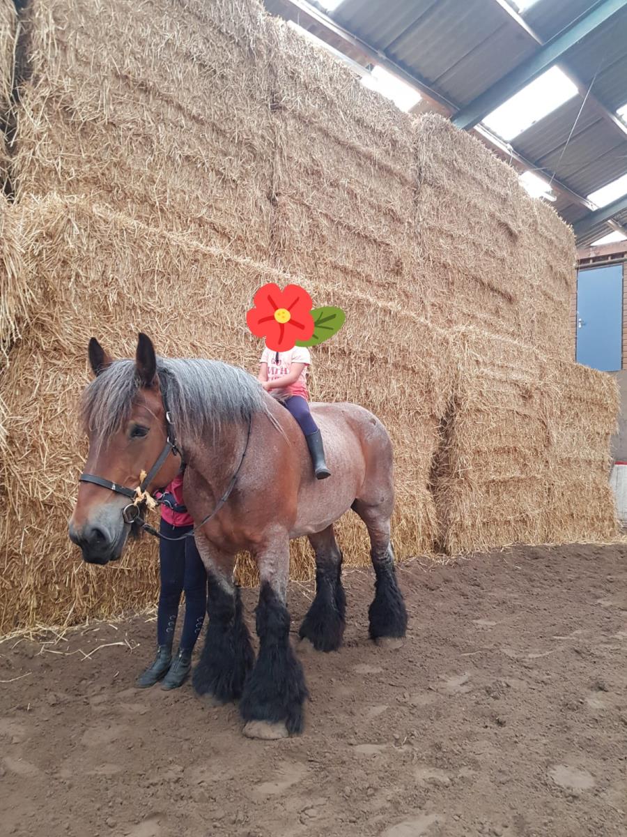 Belgisch trekpaard, zeer lief!