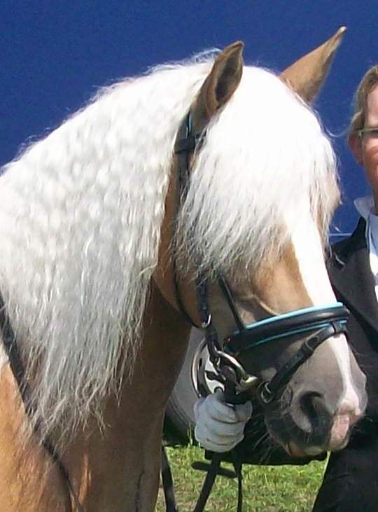 Haflinger merrie Z dressuur