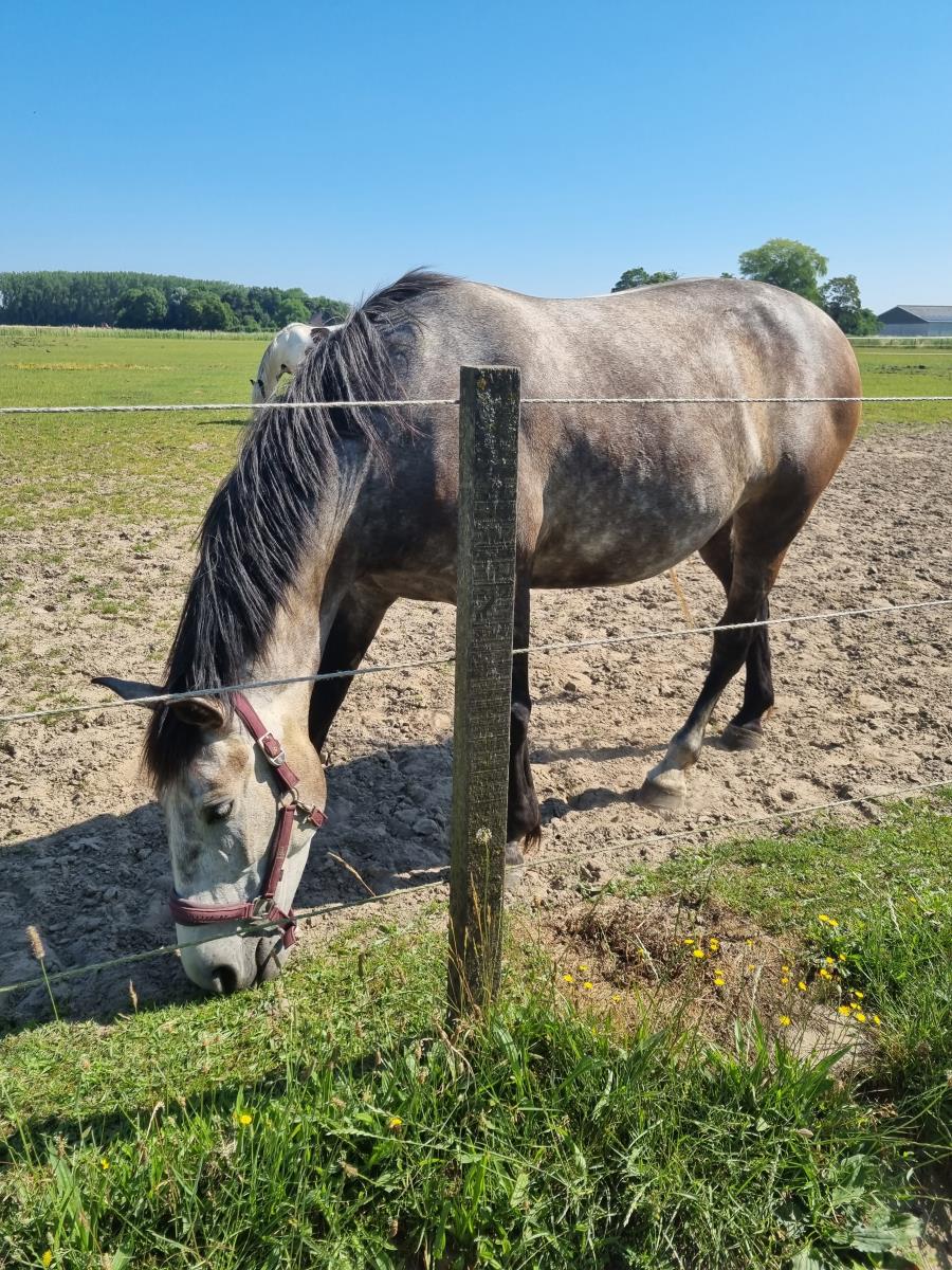 6 jarige merrie