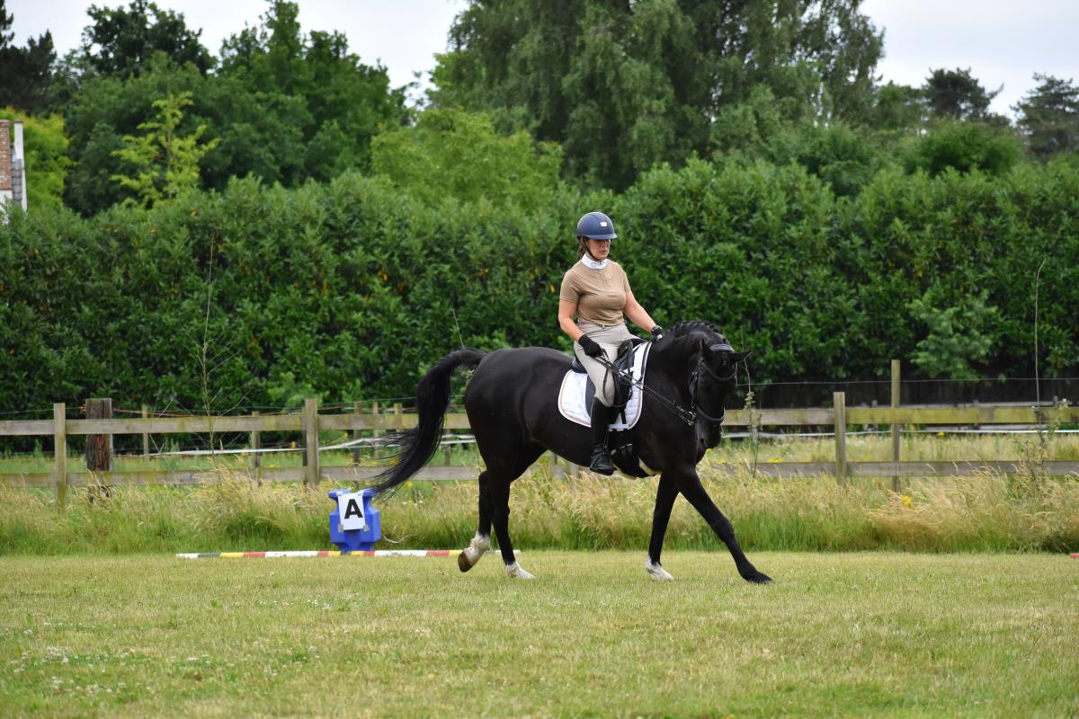 knappe zwarte dressuurmerrie