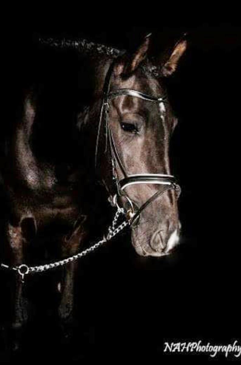Lieve merrie (FriesxArabier)