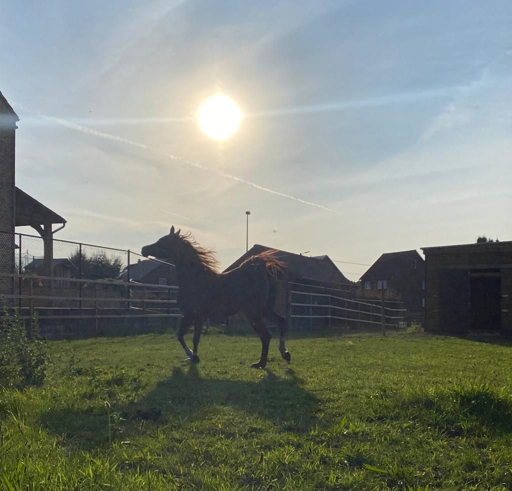 Arabisch paard