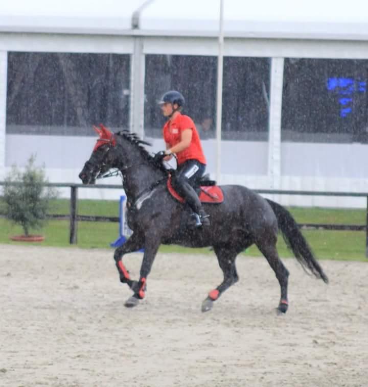 vimea z spring paard