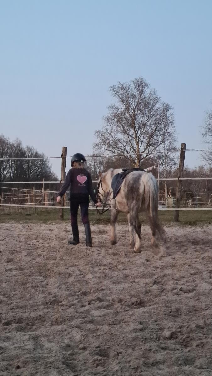 Superlieve allroud gezinspony