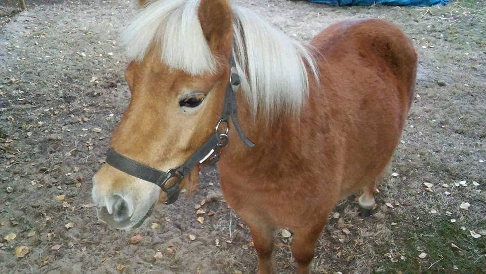 Shetland pony te koop