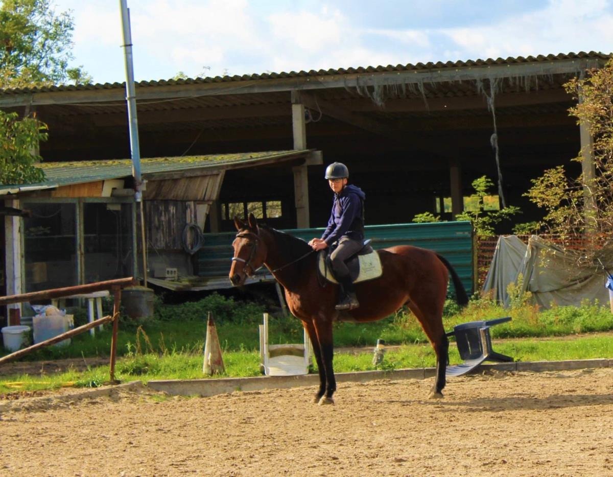 Recreatiepaard met stamboom