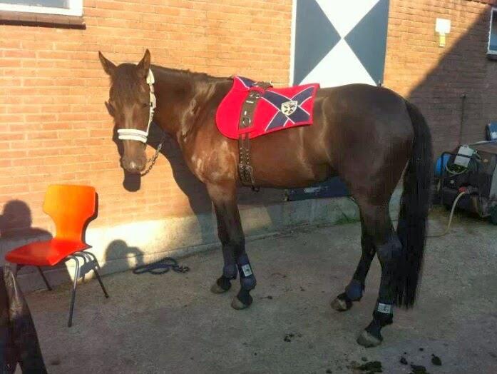 Lieve merrie (FriesxArabier)