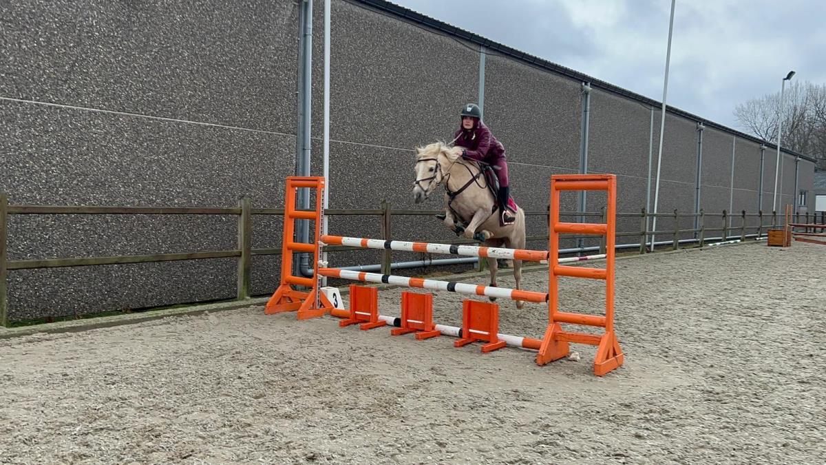Spring pony te koop