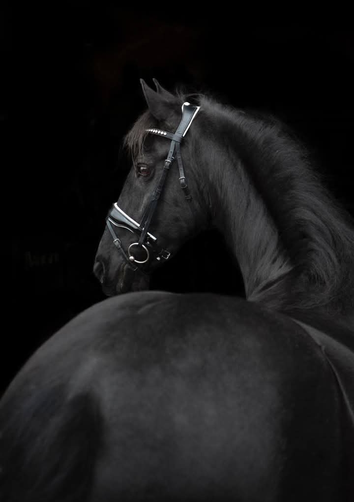 Friese ster merrie 