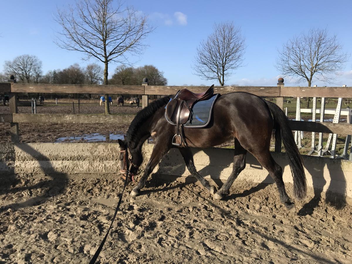 Jonge kwpn merrie van mei 2018