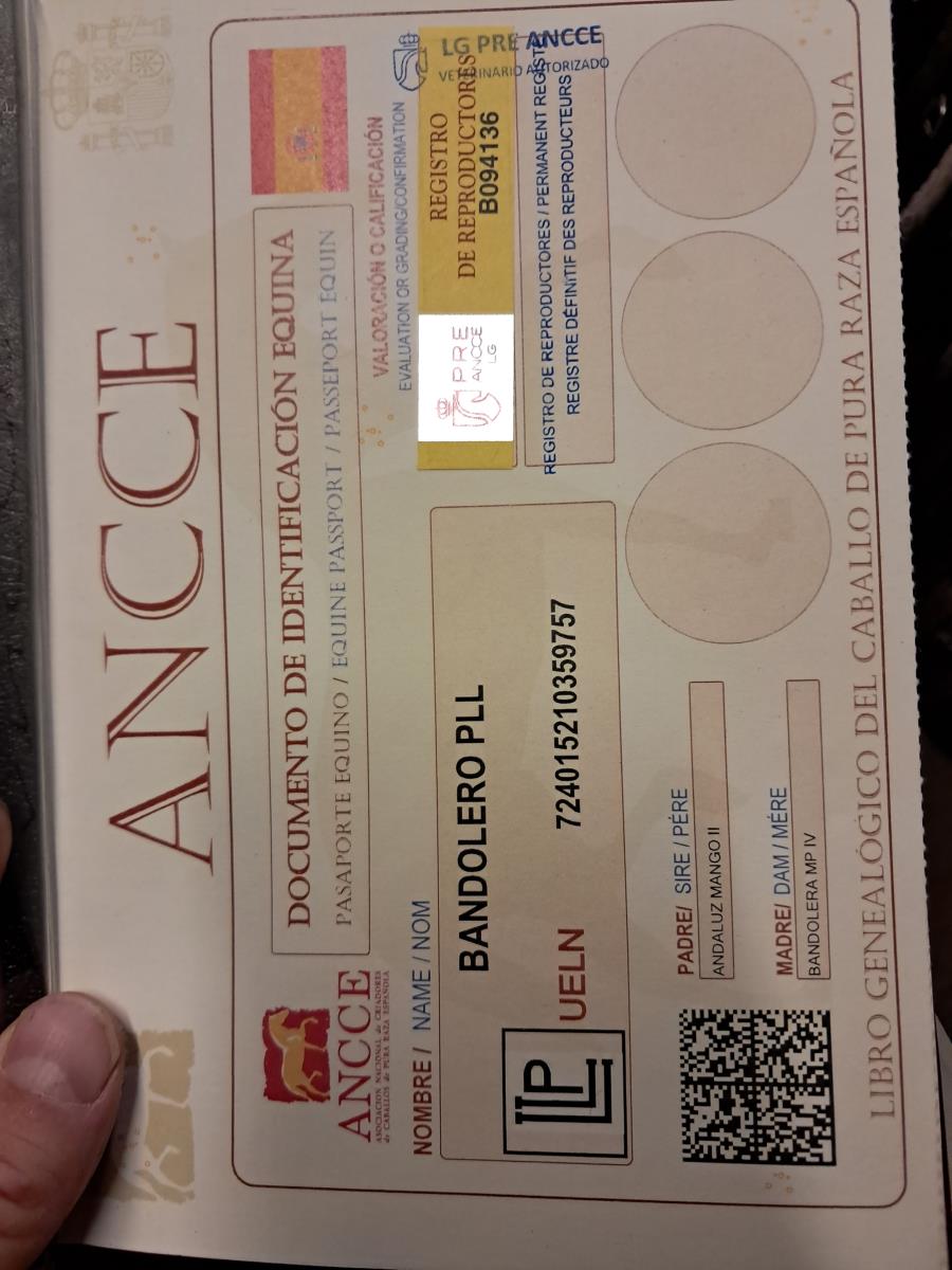 Te koop mooie Andolusier