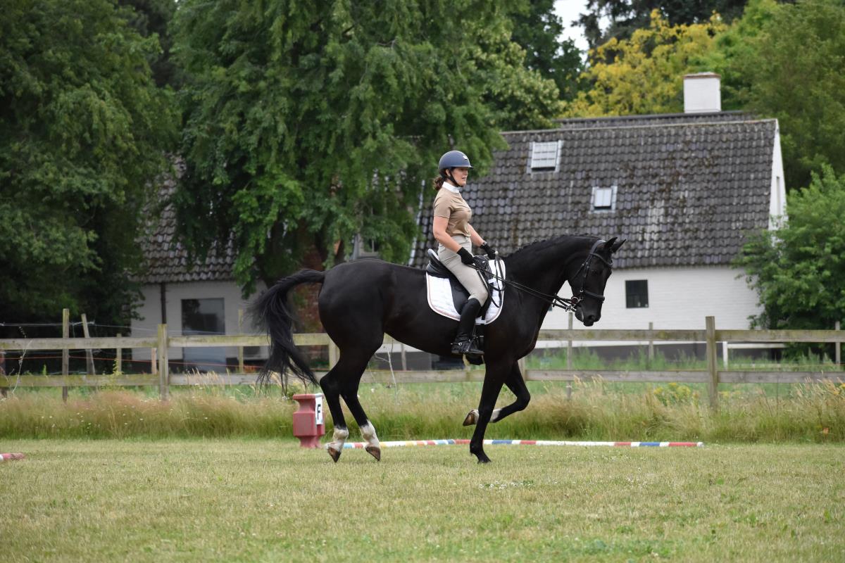 knappe zwarte dressuurmerrie