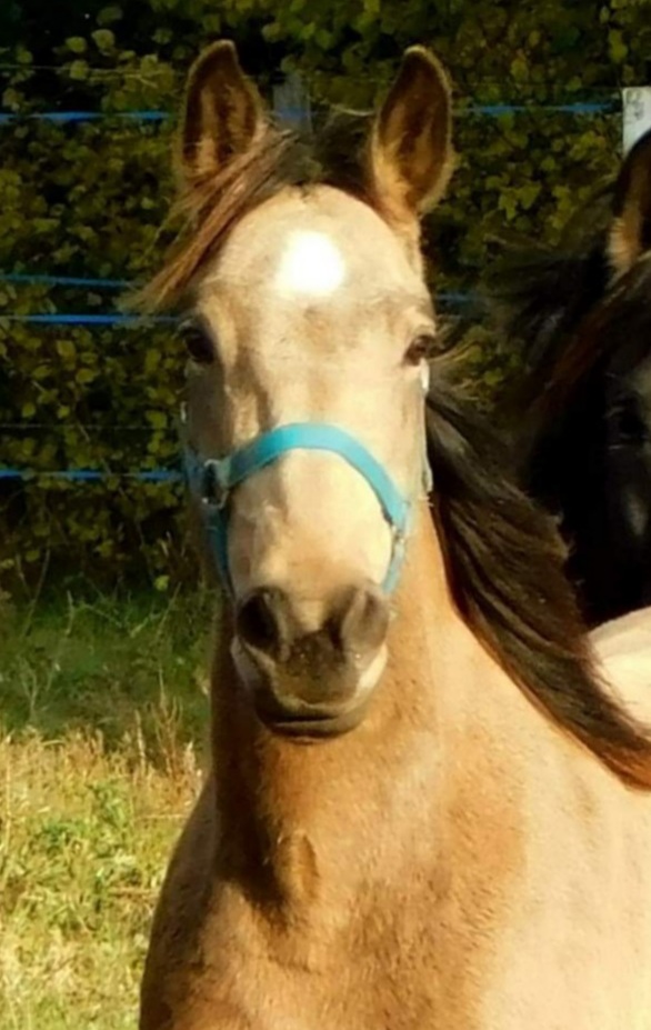 Welsh Pard Pred x Czech Warmbloed.