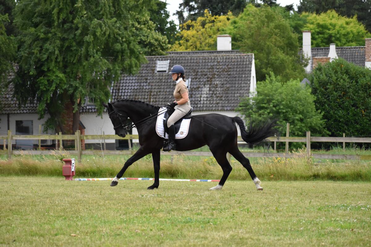 knappe zwarte dressuurmerrie