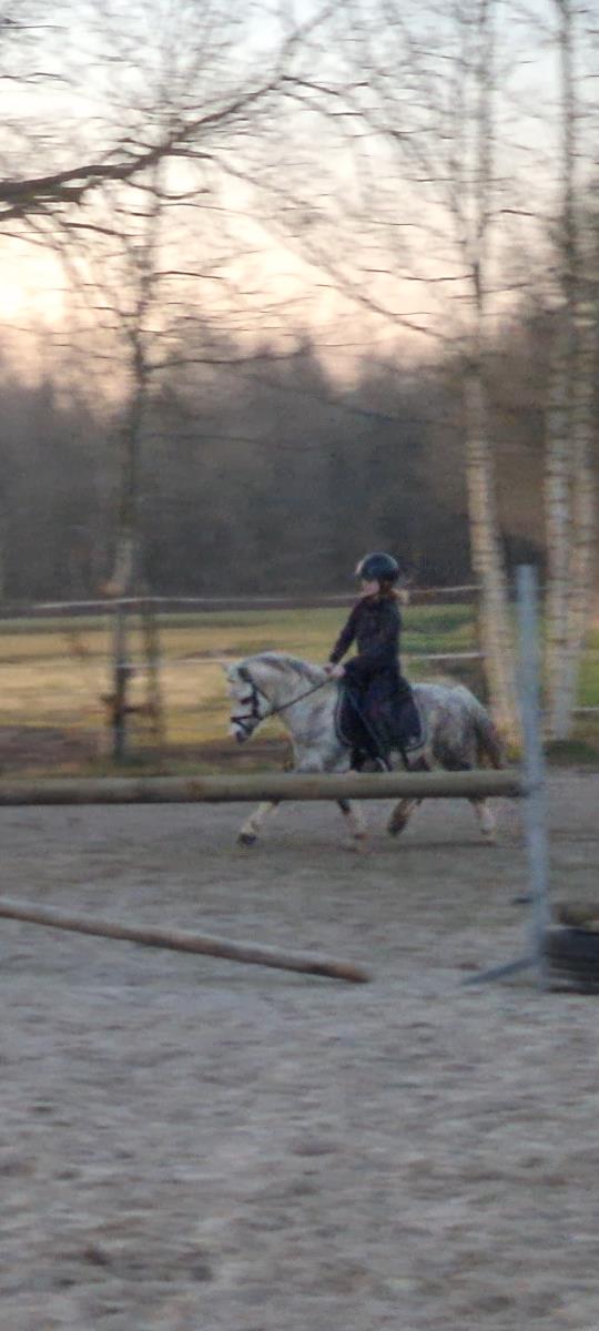 Superlieve allroud gezinspony