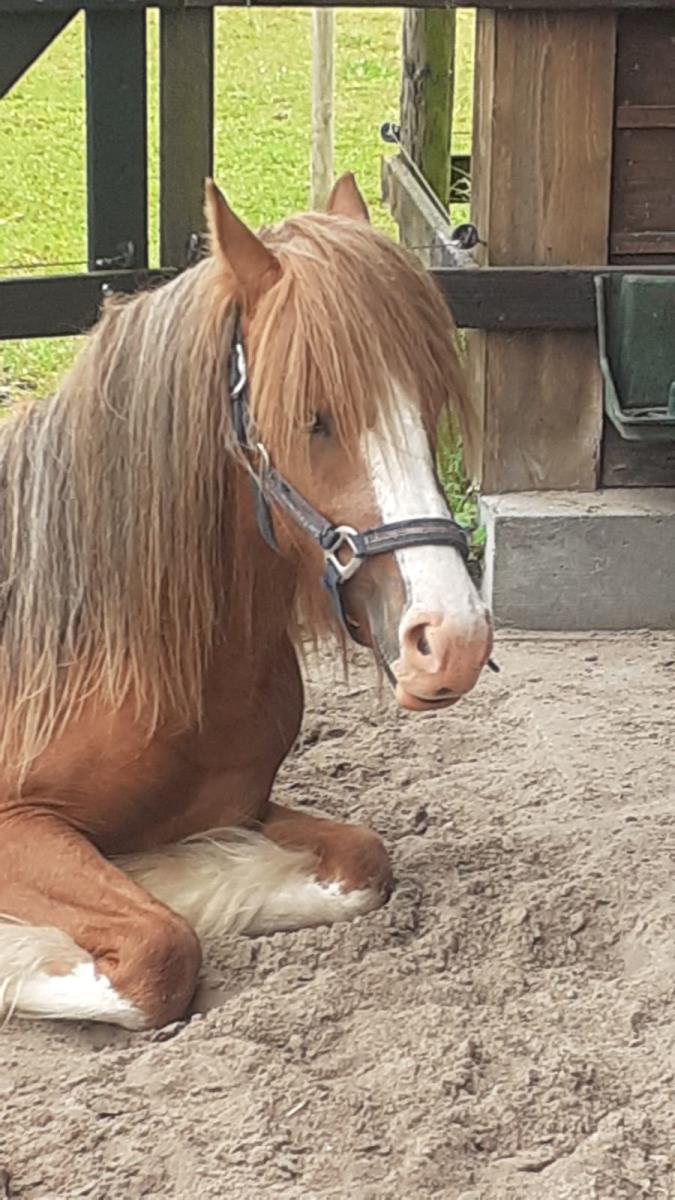 Prachtige mooie hengst 