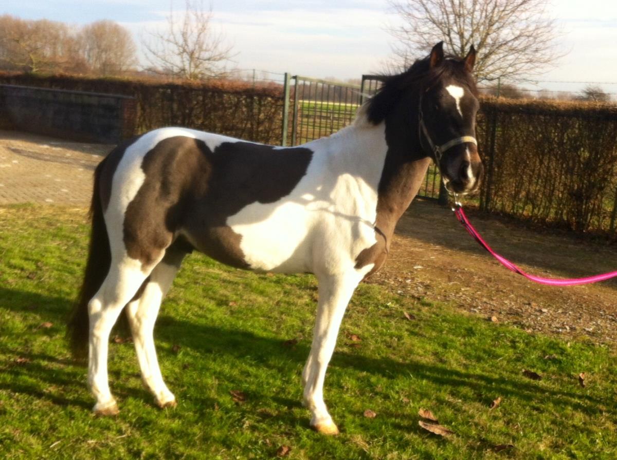 Fantastische blikvanger C pony!!