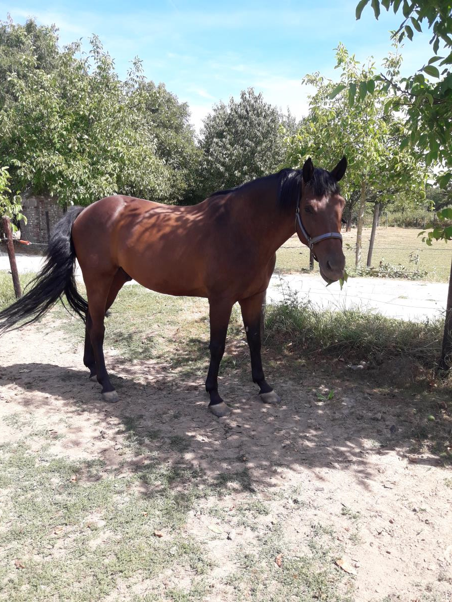 Paard te koop
