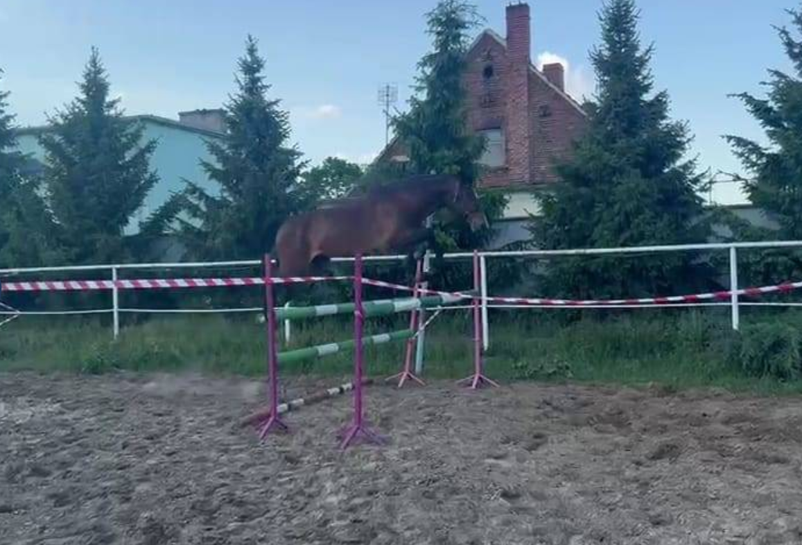 Mooie, jonge ruin - recent gekeurd