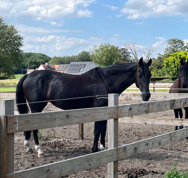 knappe zwarte dressuurmerrie