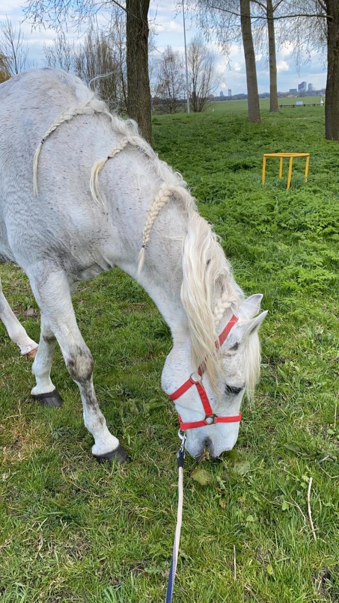 Lieve mooie arabier!