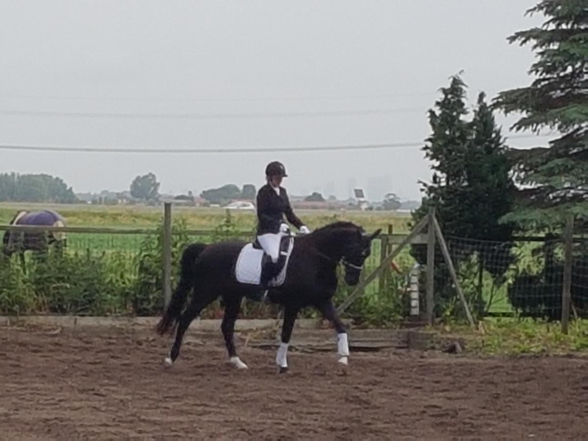 Te koop knappe KWPN'er