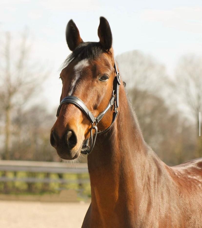 BWP Mustang Van De Singelhoeve